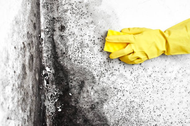 Best Certified Mold Removal  in Coal Grove, OH