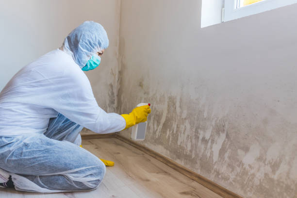 Mold Removal Process in Coal Grove, OH