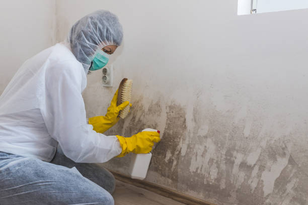 Best Fast Mold Removal  in Coal Grove, OH