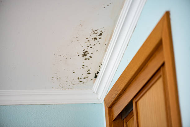 Best Affordable Mold Removal  in Coal Grove, OH