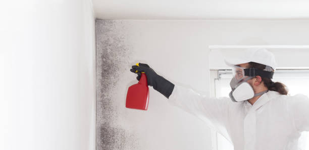 Best Local Mold Removal Service  in Coal Grove, OH