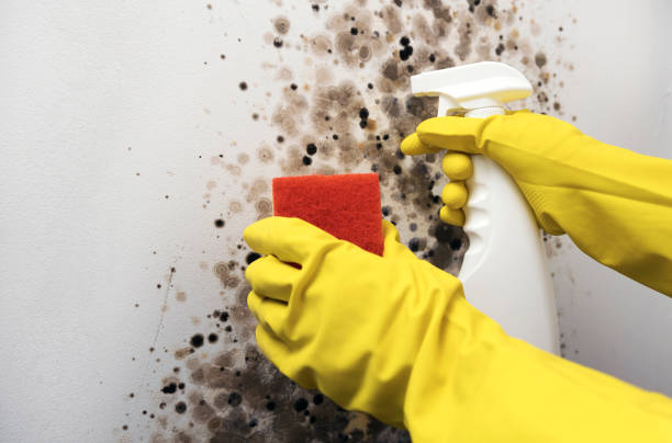 Best Local Mold Removal Service  in Coal Grove, OH