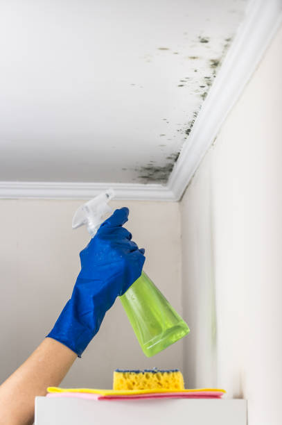 Trusted Coal Grove, OH Mold Removal Experts